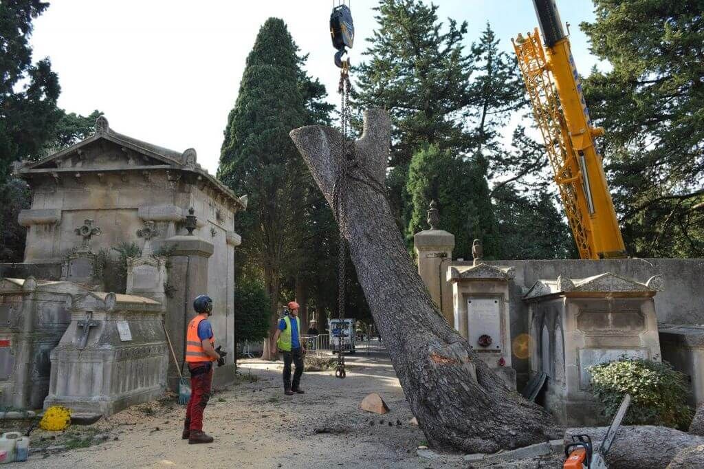 abattage_arbre_grue_levage.jpg