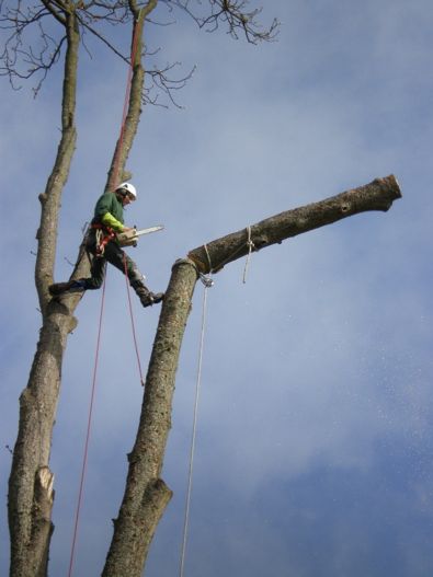 Démontage arbre, Rambouillet, SEM.png