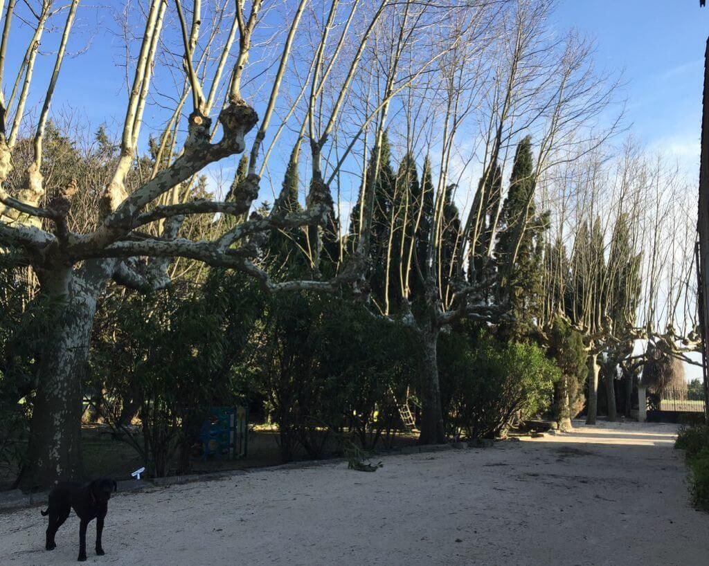 elagage_arbres_nimes_agence_montpellier.jpg