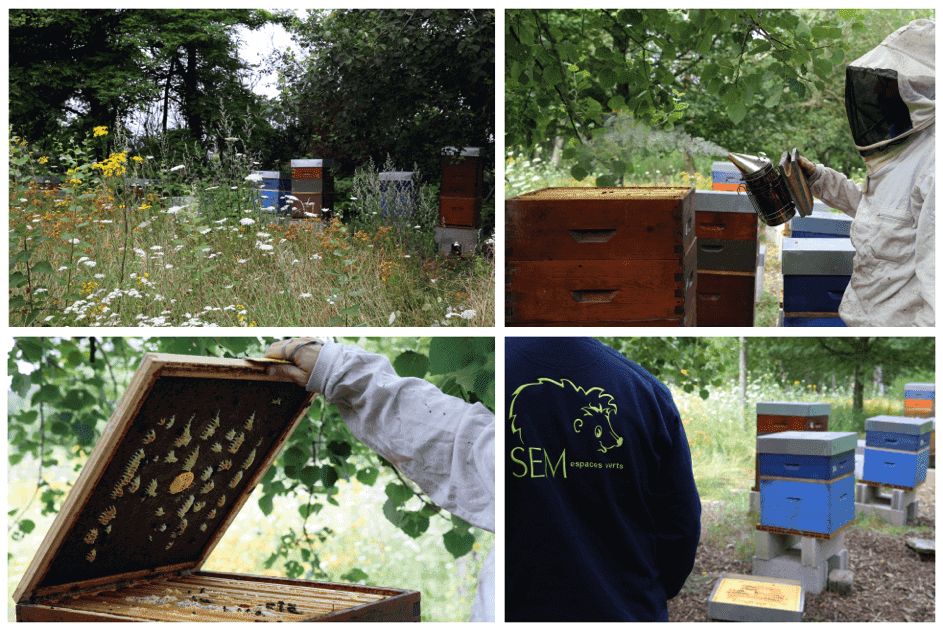 Enrichissement_biodiversite_sem_espaces_verts_abeilles.png