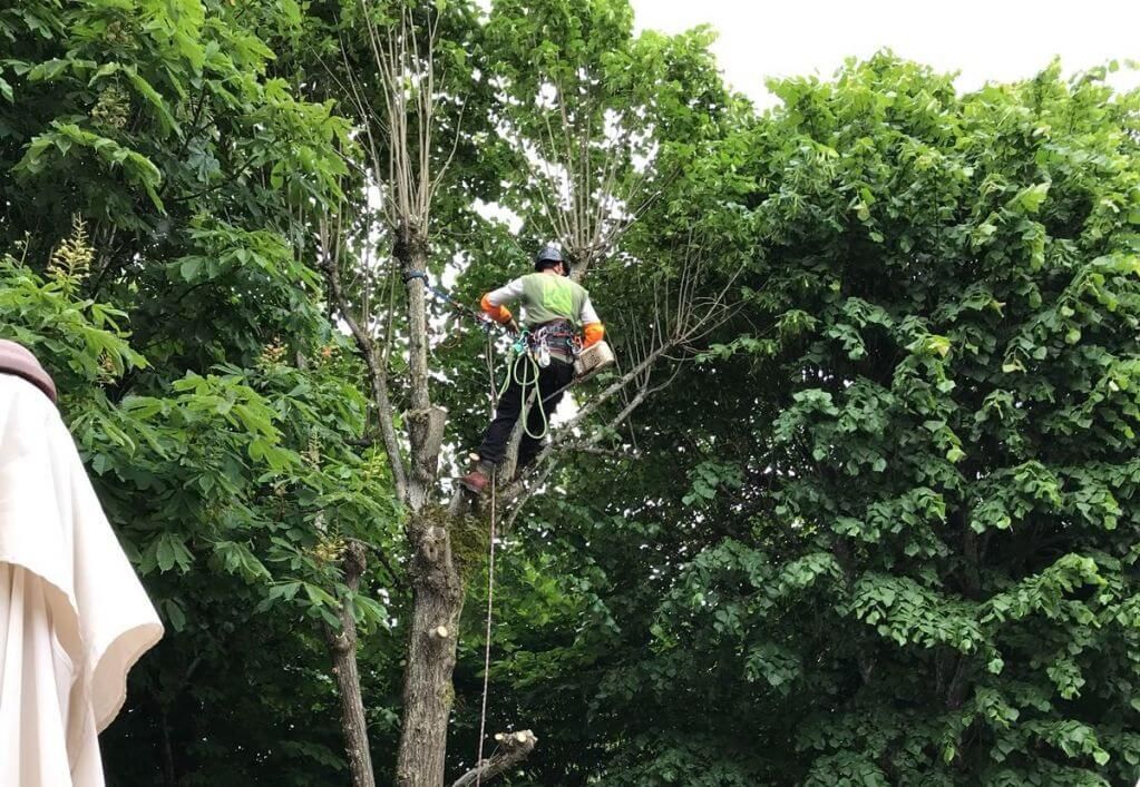 Bordeaux - Démontage tilleul malade pour un relais et chateau - Bouillac .jpg