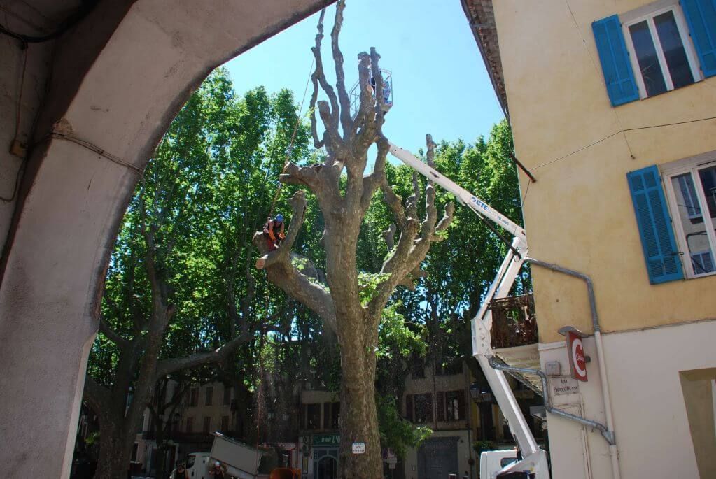 Toulon, Abattage platane place du marché, Salerne - Carrousel.JPG