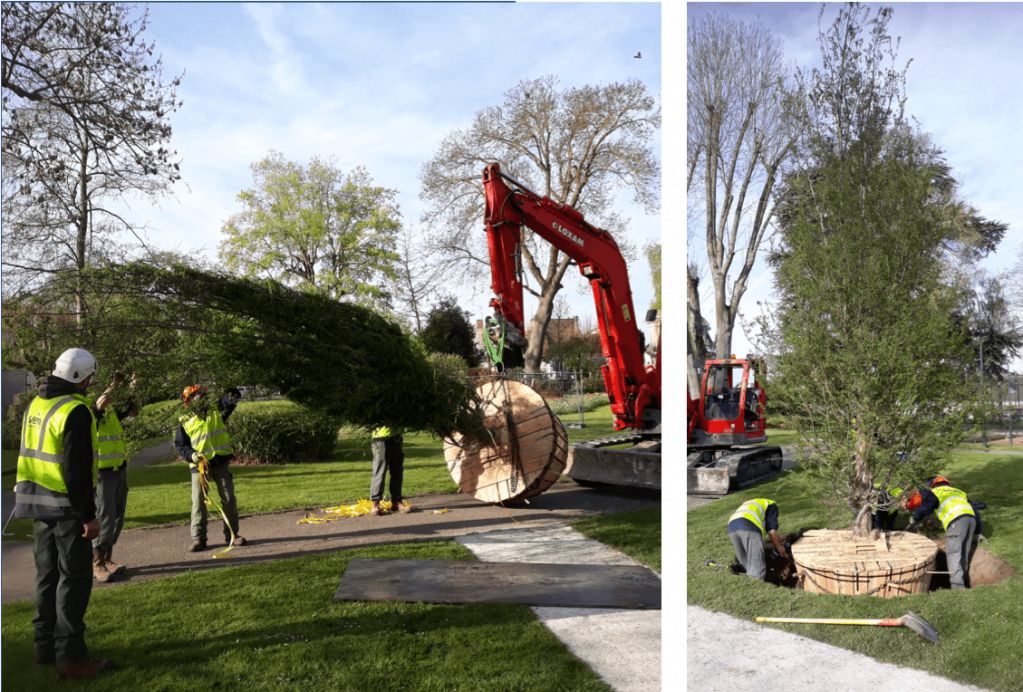 SEM, Plantation gros arbres, Mairie de Plaisir, 1.png