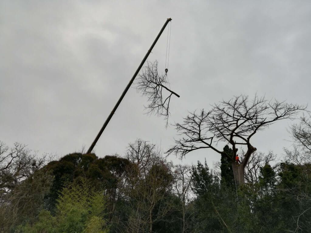 Toulouse, abattage cèdre mort, Cornebarrieu 3.jpg