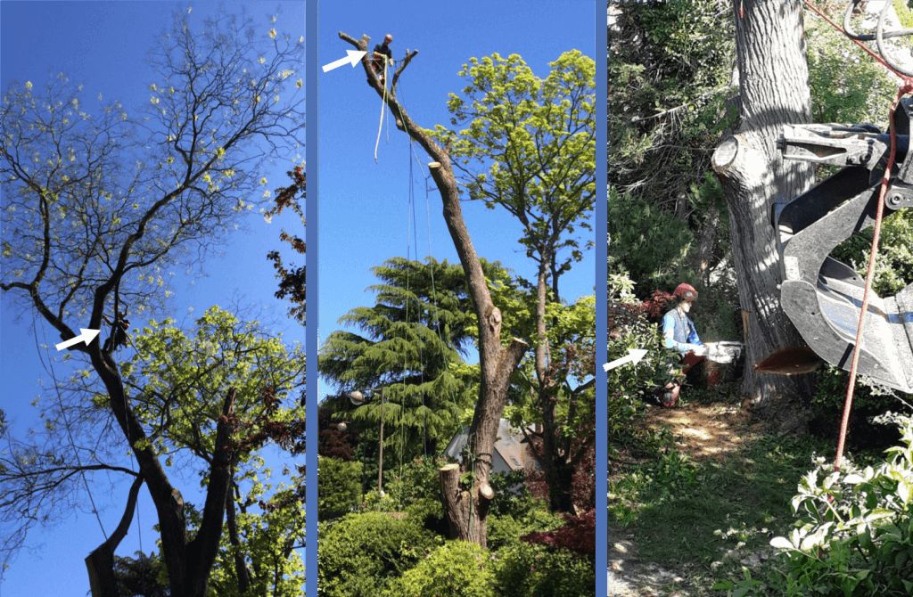 SEM, Démontage 2 arbres chez un particulier, Versailles.png