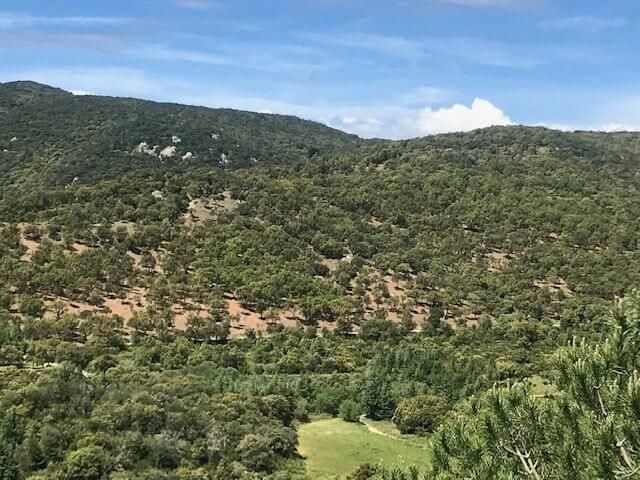 Pepignan, Abattage et débroussaillage DFCI, Massif Albérès - APRES 1.jpg