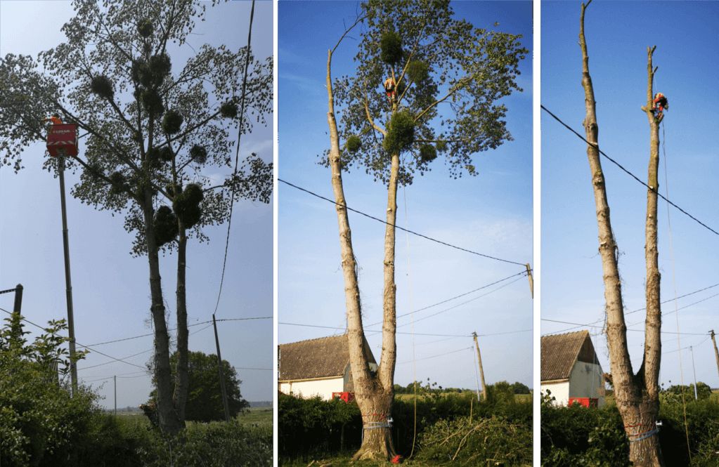 Saint Lô, Abattage arbre à risque ENEDIS, Graignes - 2.png