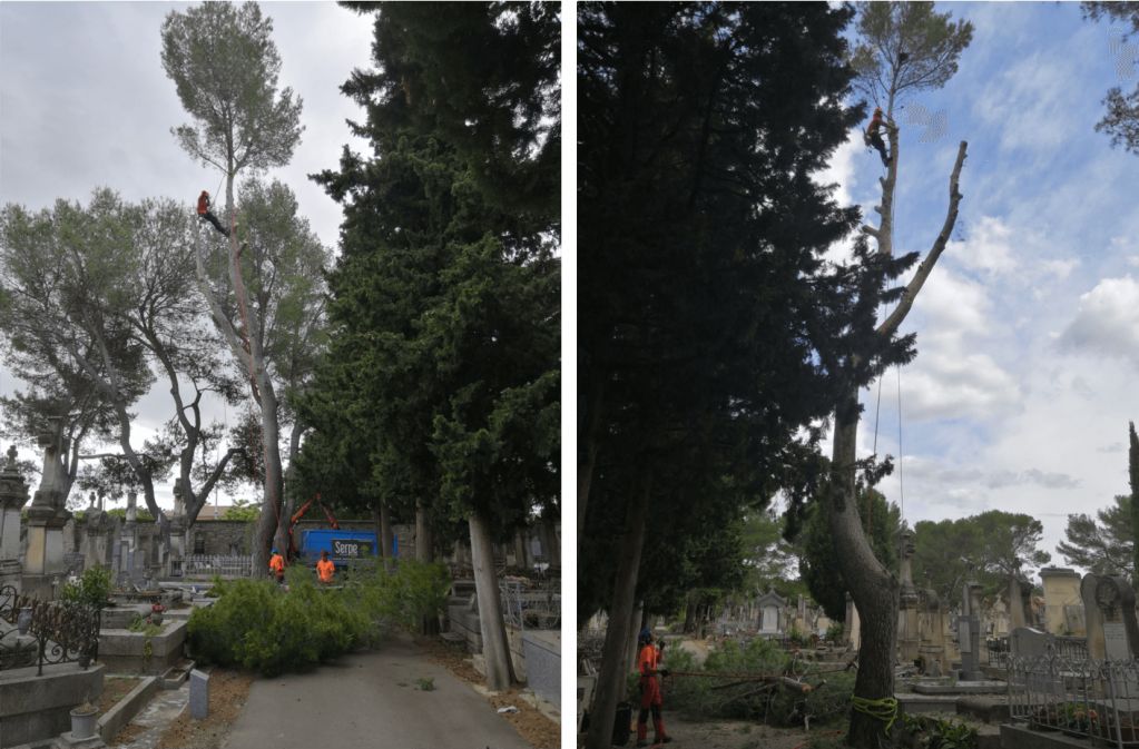 Montpellier, Abattage 4 pins cimetière Saint Baudile, Nîmes.png