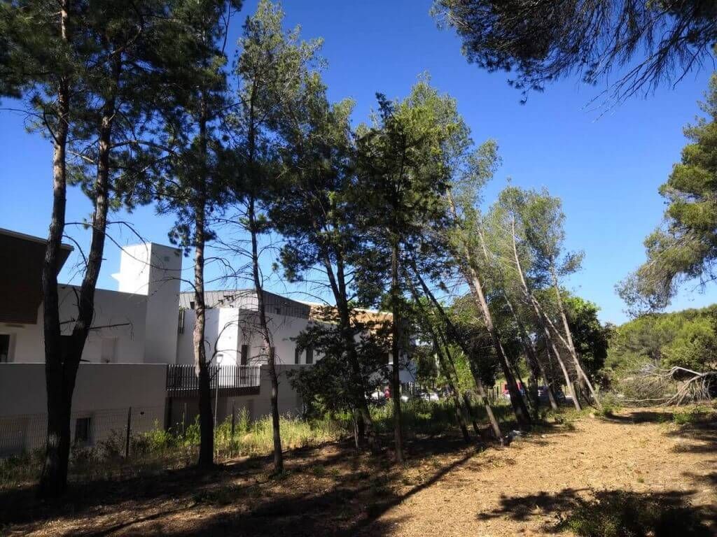 Montpellier, Abattage 12 arbres penchés, Jacou - Carrousel.jpeg