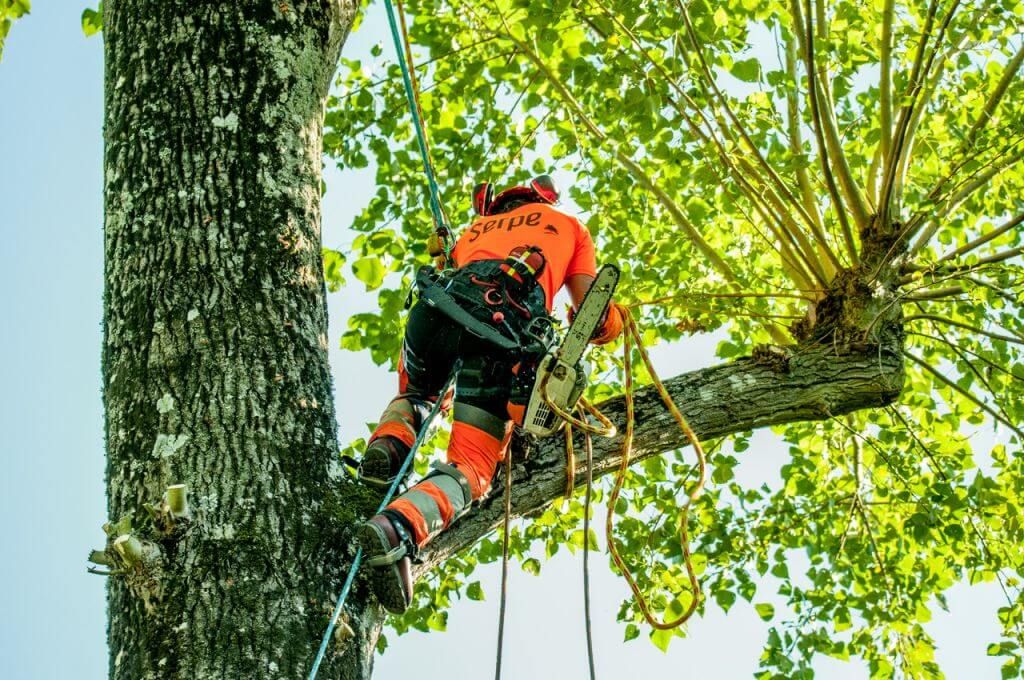 Saint Lô, Démontage peuplier, Cérisy-la-Forêt - 3.jpeg