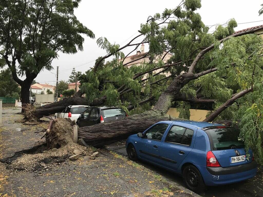 evacuation_urgence_deux_arbres_perpignan_serpe_occitanie.jpg