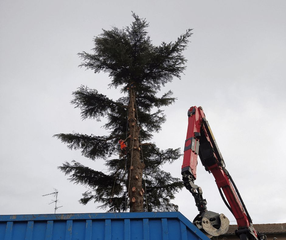 abattage_arbre_retention_toulouse_serpe.png