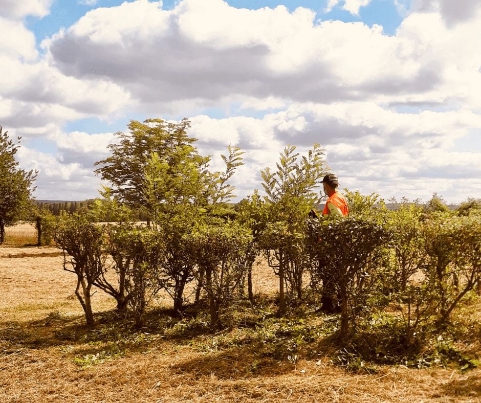 sem_espaces_verts_serpe_travaux_remise_etat_vegetation.png