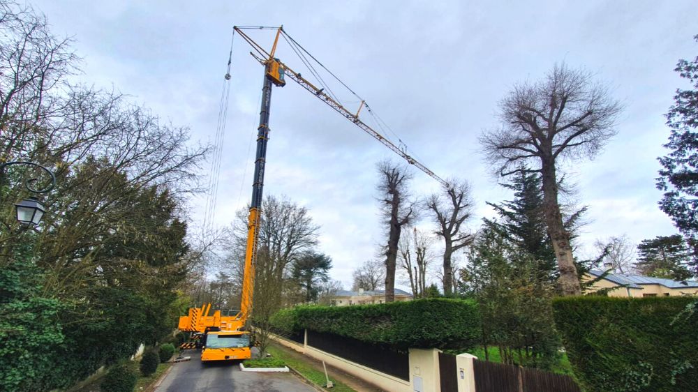 SEM - Démontage d'une frêne à l'aide d'une grue 1.png