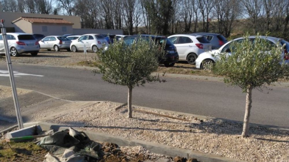 Arles - plantation d'olivier au village des marque 3.jpg