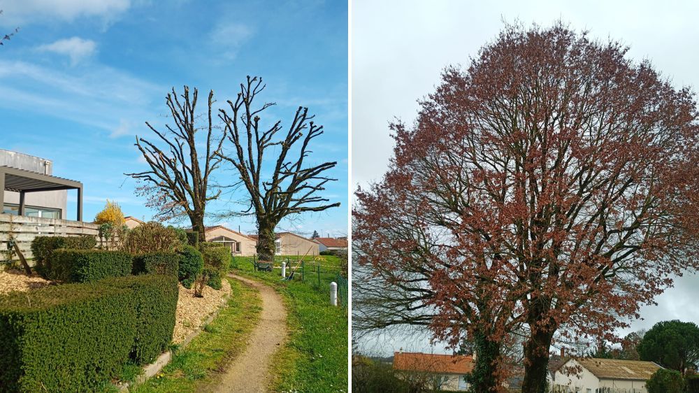 Poitiers - Taille de réduction sur deux chênes à Mauléon (79).jpg